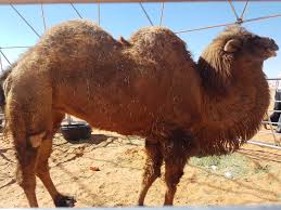 Get all latest news about king abdulaziz camel festival, breaking headlines and top stories, photos & video in real time. Breaking Barriers World Travelers King Abdulaziz Camel Festival