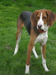 Black And Tan English Foxhound Treeing Walker Coonhound Treeing Walker Coonhound Walker Hound Walker Coonhound