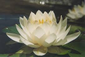 Water Lily And Jasmine Type Fragrance Oil By Indigofragrance 2 39 Lily Jasmine Fragrance Oil Handmade Candles Sc Water Lily Water Lilies Lily Pictures