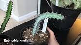 We did not find results for: Chocolate Drop Cactus Euphorbia Ingens Care Information Youtube