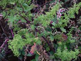 Image result for Dysphania schraderiana