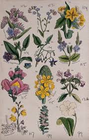 Image result for Lentibulariaceae