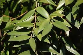 Image result for Agathis