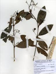 Image result for Pouchetia