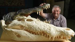 More crocodiles in the nt. Harbour Croc Cull Call Shot Down By Critics Fraser Coast Chronicle