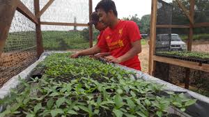 Pergi ke kedai atau pasar yang menjual kunyit hidup. Teknik Pemberian Baja Ab Pada Anak Pokok Cili Besar Atau Cili Api Blog Cilibangi