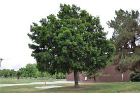 Image result for Afrocarpus
