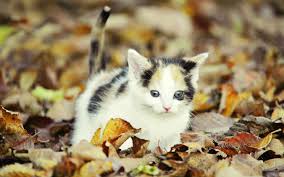 70 1920x1080 fall wallpapers on wallpaperplay. Wallpapers For Cute Fall Desktop Backgrounds Data Src White Black Brown Kitten 1920x1200 Download Hd Wallpaper Wallpapertip