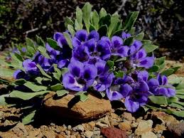 Image result for Aptosimum marlothii