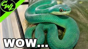 They include the chinese green viper ( trimeresurus stejnegeri). Blue Pit Viper Youtube