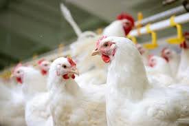 Chicken Producers Don T Use Growth Hormones Here Are The Reasons Why The Poultry Site
