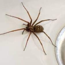 Check spelling or type a new query. The 411 On Tennessee Spiders