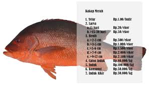 Salah satu keunikan masakan yang juga dikenal dengan nama ikan emas bumbu kuning ini adalah masih adaanya sisik ikan yang menempel ketika masakan disajikan. Aquatec Keramba Jaring Apung Dermaga Apung Dan Perahu Hdpe