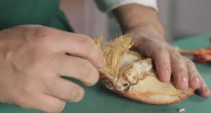 Cucinare e pulire i granchi è un'operazione abbastanza facile (vedi come cucinare il granchio e come pulire il granchio , rispettivamente), ma puoi anche comprare la maggior parte alcuni granchi, come i granchi blu e i granchi di pietra, non avranno molta carne nei loro corpi con cui preoccuparsi. Ricetta Come Si Pulisce Il Granchio Agrodolce