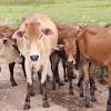 Sebanyak 80 ekor lembu kk jantan sedia untuk dijual. Https Encrypted Tbn0 Gstatic Com Images Q Tbn And9gcrvomglfqqzzrbauno 5jcciagud6mx2wxwsjaa Dgsrtqs96ld Usqp Cau