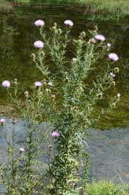 Image result for Cirsium