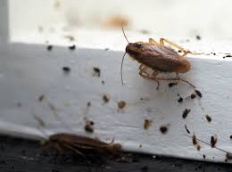 11 dangerous pests around the house. These Are The Most Dangerous Household Pests According To Experts