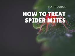 Affected leaves will be stippled with white. Treating Spider Mites On Succulents And Cacti Picky Prickly Plants