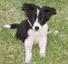 Maybe you would like to learn more about one of these? Pin On Collie Puppies For Sale