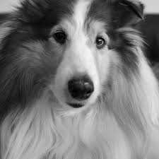 Black And White Names For Dogs 250 Names That Are Perfect For Black And White Dogs In 2020 Black And White Dog White Dogs Dog Names