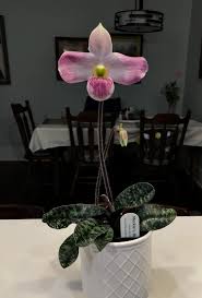 Image result for Hermbstaedtia schaeferi