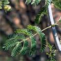 Image result for Acacia tenuispina