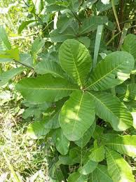 Image result for Vitex doniana