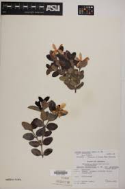 Image result for Carissa praetermissa