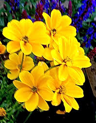 Image result for tagetes)