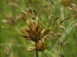 Image result for Pycreus