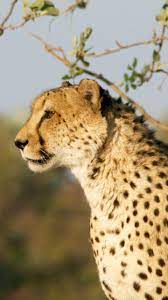Check spelling or type a new query. Cheetah Iphone Wallpapers Top Free Cheetah Iphone Backgrounds Wallpaperaccess