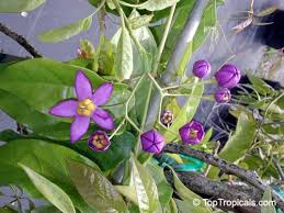 Image result for Solanum seaforthianum