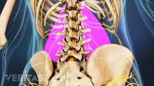 Muscles in the low back, abdomen, buttocks, and hips are all necessary for supporting and stabilizing the spine. Lower Left Back Pain From Spinal Structures