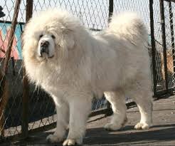 The panda dog craze originates from black tibetan mastiffs that have large white markings. Tibetan Mastiff Dog Info Puppies Sale Cost Facts Pictures