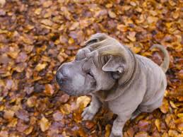 Sonbaharda Oturan Kopek Yere Yapraklari Dog Cat Dogs Dog Sitting