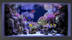 Pin By Ayhan Kurtulus On Coral Reef Saltwater Aquarium Setup Marine Aquarium Aquarium