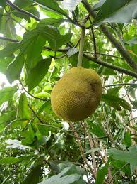 Images captured with a video camera attached to the system. Pin On Fruit