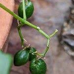 Image result for Cyphostemma quinatum