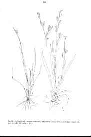 Image result for Aristea abyssinica