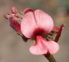 Image result for Indigofera subargentea