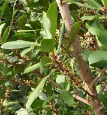 Image result for Rapanea