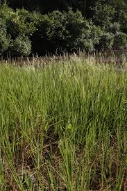 Image result for Cyphia lasiandra