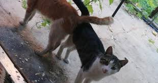 kediler kedi fotografcilik