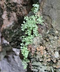 Image result for Adiantum vogelii