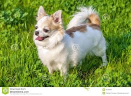 White With Red Long Haired Chihuahua Dog On Green Lawn Background Chihuahua Chihuahua Dogs Cute Dogs Breeds