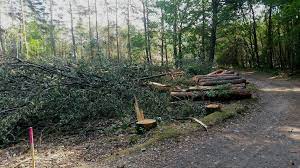 Book with confidence at orbitz! Eerste Bomen Van Terhillsbos In Dilsen Stokkem Gekapt Vrt Nws Nieuws