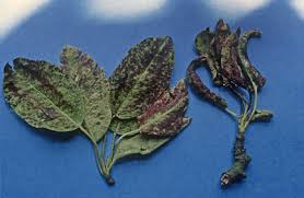 Treating this apple tree disease will usually involve correcting the soil problems. Lime Nail Gall Mite Rhs Gardening