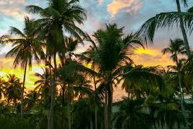 Palm trees that are 30 feet tall or shorter will cost between $75 and $400. How To Care For Palm Trees Lawnstarter