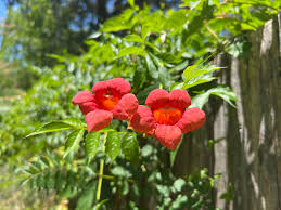 Image result for Teramnus repens