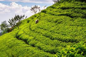 See more of tea plantation sri lanka on facebook. Would You Like A Cup Of Sri Lankan Tea Nerd Nomads